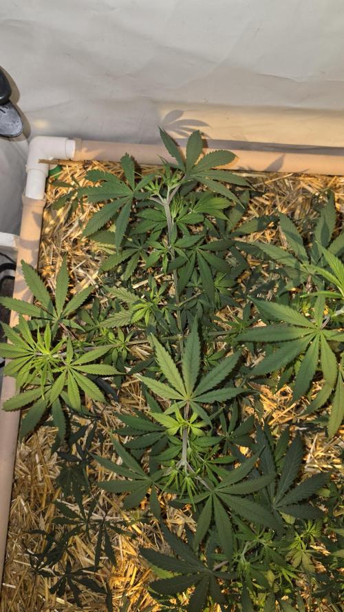 ACE once again. 3x Super Malawi Haze. Week 7 - SMH 1 Day 47