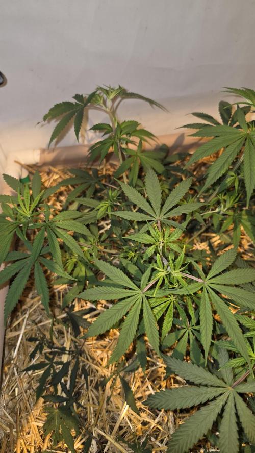 ACE once again. 3x Super Malawi Haze. Week 7 - SMH 1 Day 47