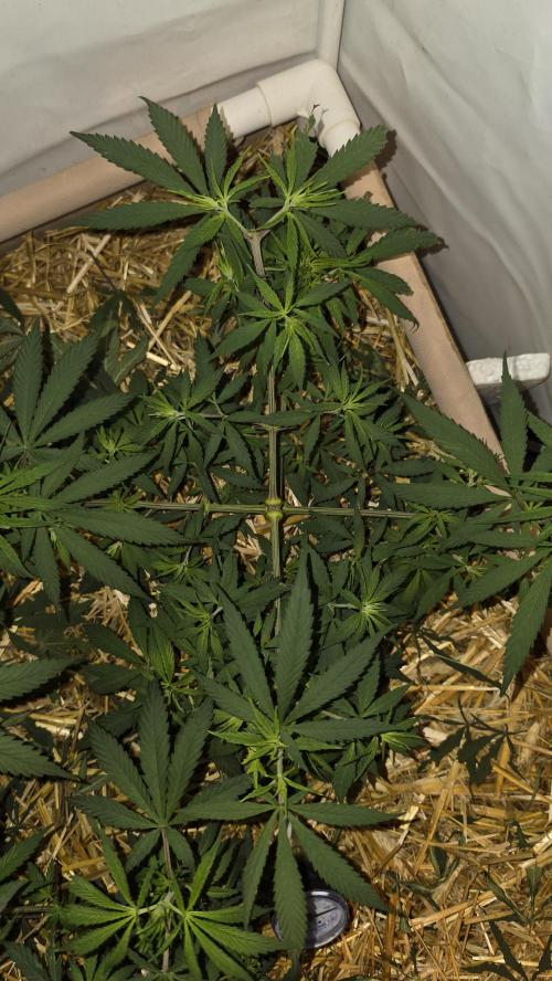ACE once again. 3x Super Malawi Haze. Week 7 - SMH 2 Day 47