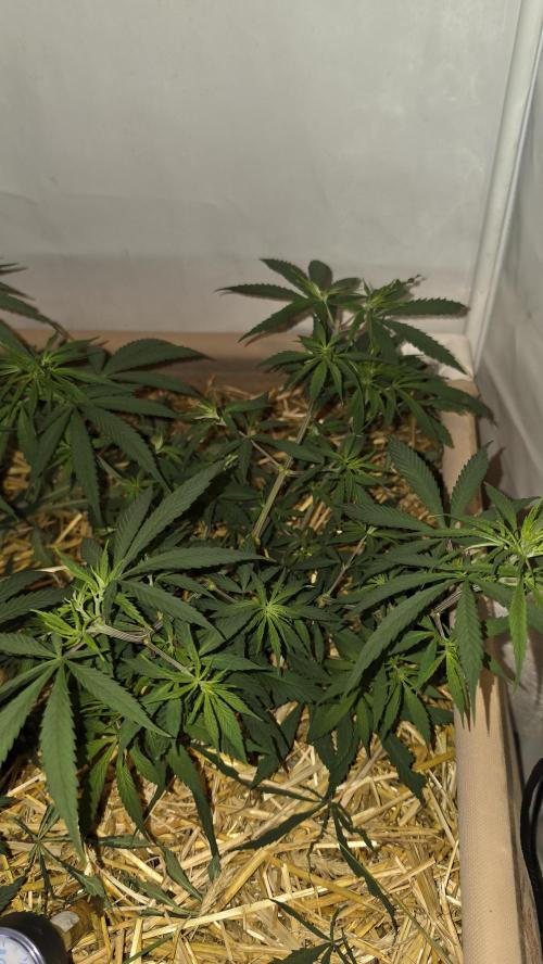 ACE once again. 3x Super Malawi Haze. Week 7 - SMH 2 Day 47
