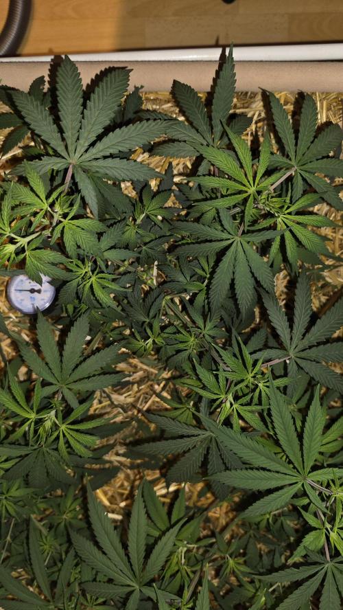 ACE once again. 3x Super Malawi Haze. Week 7 - SMH 3 Day 47