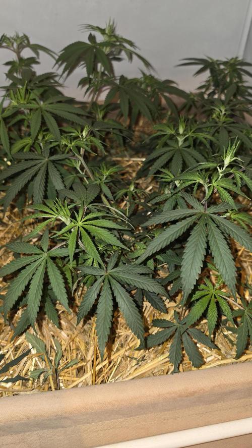 ACE once again. 3x Super Malawi Haze. Week 7 - SMH 3 Day 47
