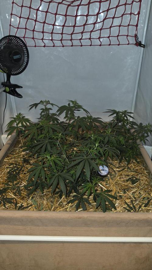 Super Malawi Haze. Week 7