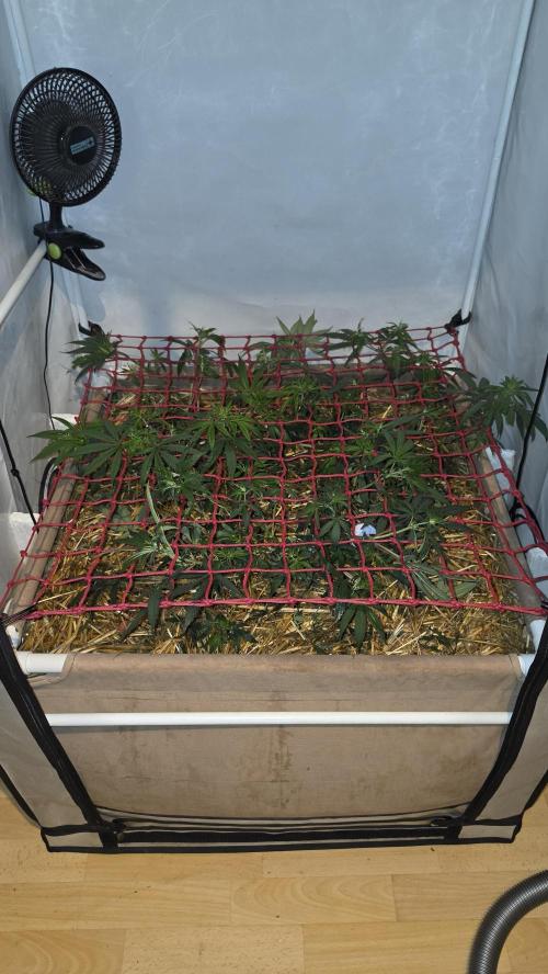 ACE once again. 3x Super Malawi Haze. Week 8 - Day 50