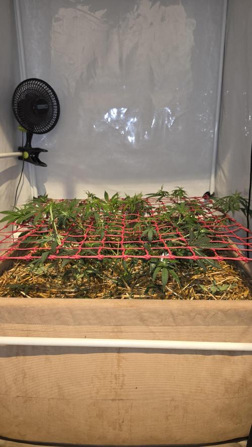 ACE once again. 3x Super Malawi Haze. Week 8 - Day 50