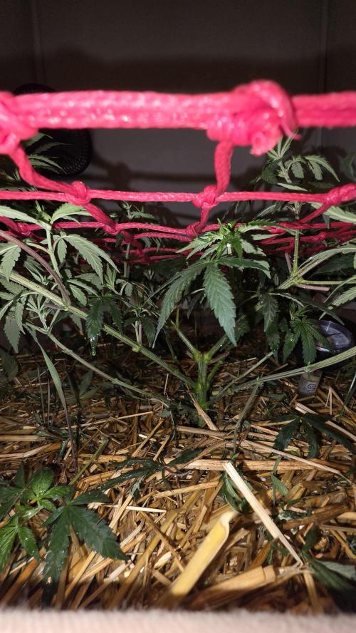 ACE once again. 3x Super Malawi Haze. Week 8 - Day 50