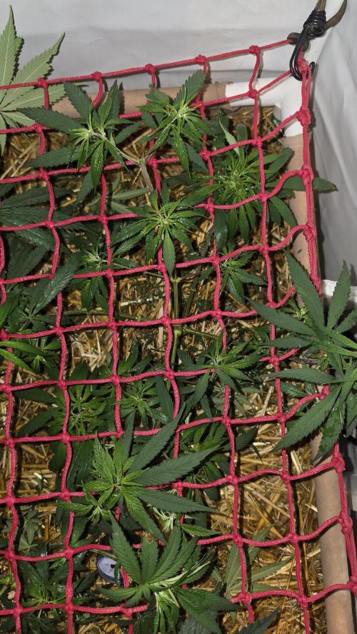 ACE once again. 3x Super Malawi Haze. Week 8 - SMH 2 Day 50
