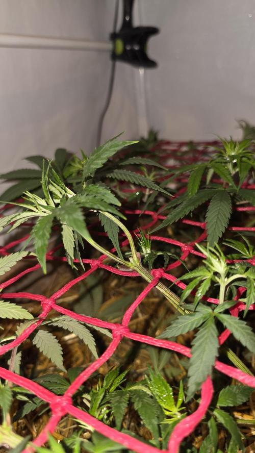 ACE once again. 3x Super Malawi Haze. Week 8 - Day 50