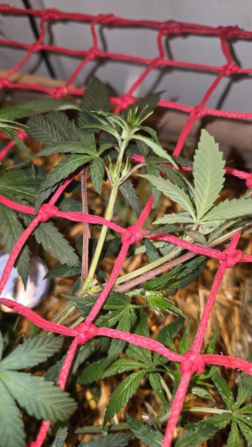 ACE once again. 3x Super Malawi Haze. Week 8 - Day 50