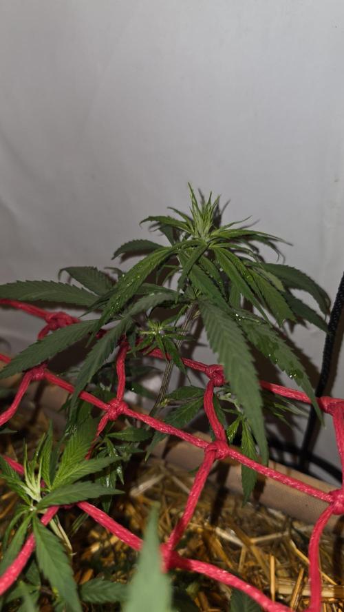 ACE once again. 3x Super Malawi Haze. Week 8 - Day 50