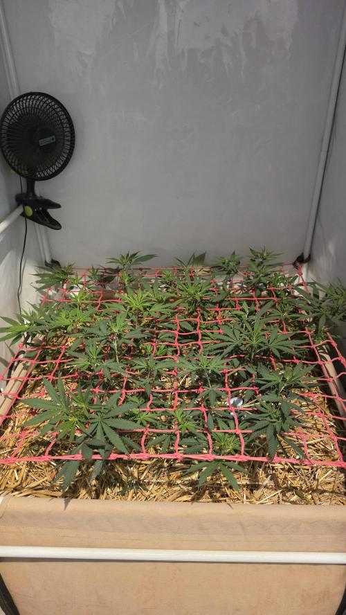ACE once again. 3x Super Malawi Haze. Week 8 - Day 52