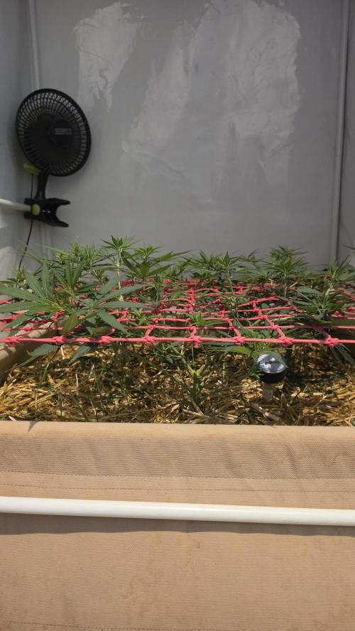 ACE once again. 3x Super Malawi Haze. Week 8 - Day 52