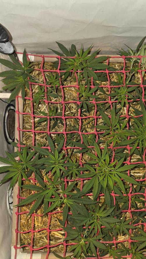 ACE once again. 3x Super Malawi Haze. Week 8 - SMH 1 Day 52