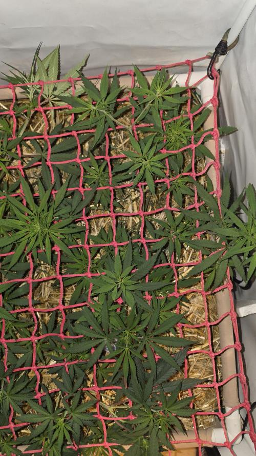 ACE once again. 3x Super Malawi Haze. Week 8 - SMH 2 Day 52