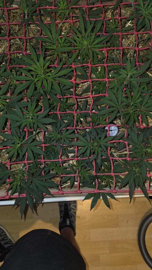 ACE once again. 3x Super Malawi Haze. Week 8 - SMH 3 Day 52
