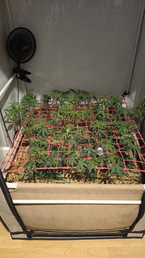 ACE once again. 3x Super Malawi Haze. Week 9 - Day 57
