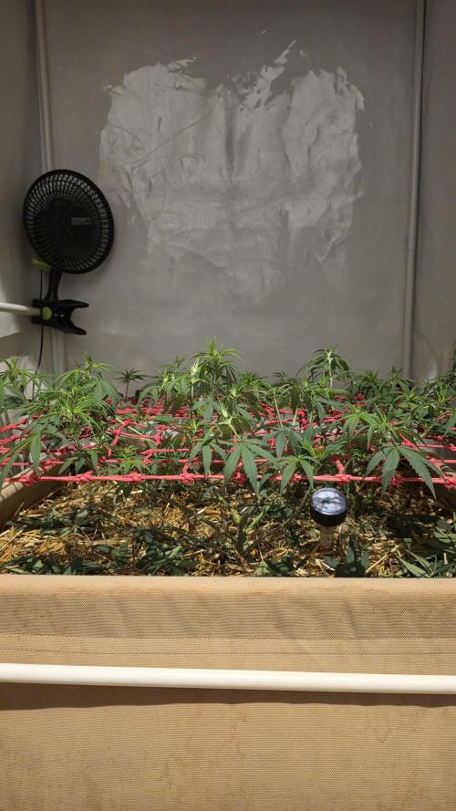 ACE once again. 3x Super Malawi Haze. Week 9 - Day 57