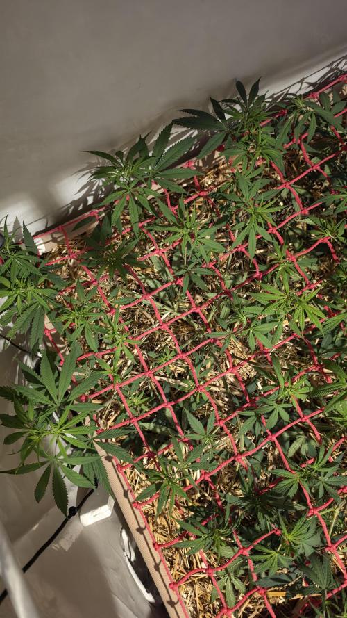 ACE once again. 3x Super Malawi Haze. Week 9 - SMH 1 Day 57