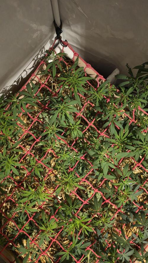 ACE once again. 3x Super Malawi Haze. Week 9 - SMH 2 Day 57