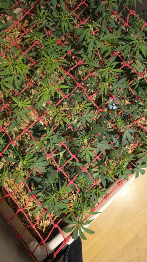 ACE once again. 3x Super Malawi Haze. Week 9 - SMH 3 Day 57
