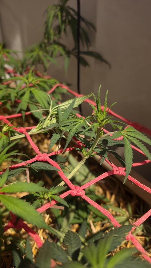 ACE once again. 3x Super Malawi Haze. Week 9 - Day 57