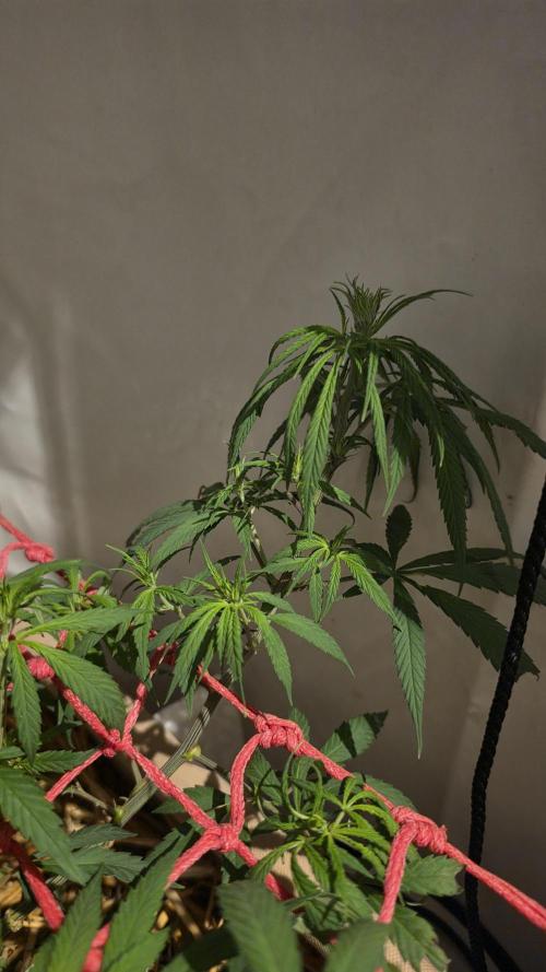 ACE once again. 3x Super Malawi Haze. Week 9 - Day 57
