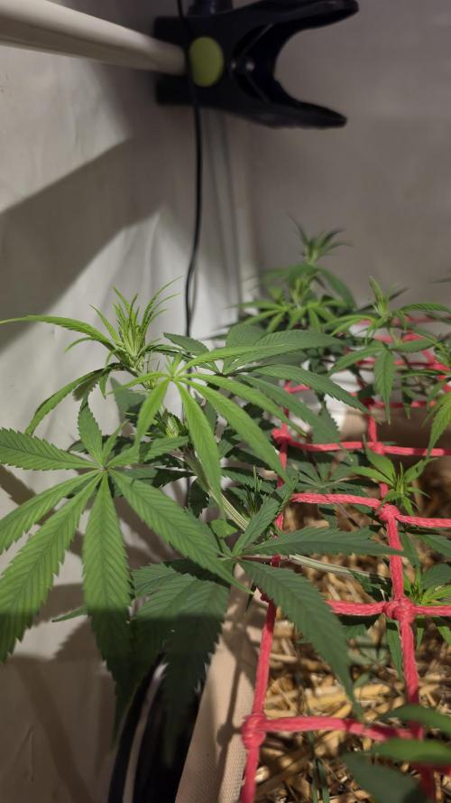 ACE once again. 3x Super Malawi Haze. Week 9 - Day 57