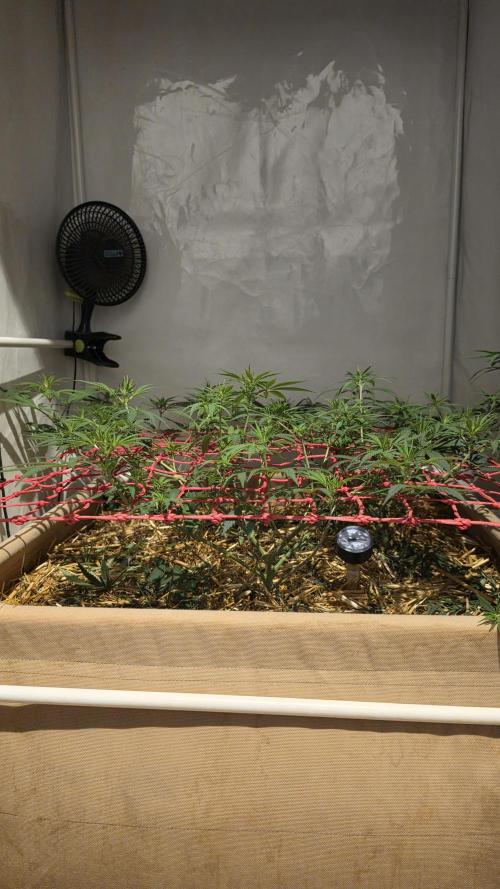 ACE once again. 3x Super Malawi Haze. Week 9 - Day 59