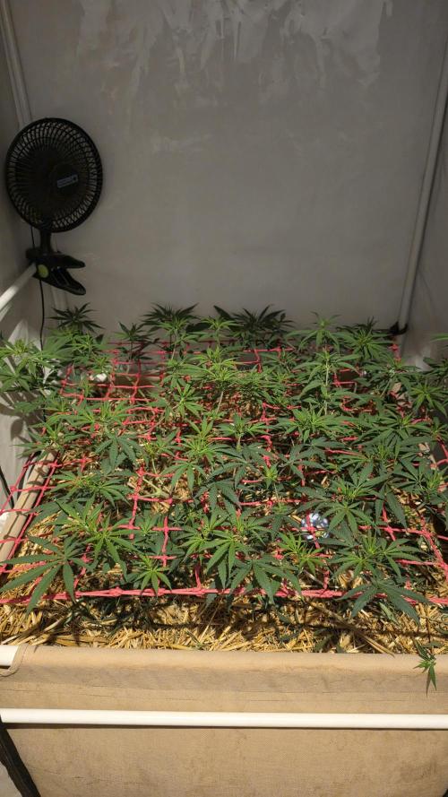 ACE once again. 3x Super Malawi Haze. Week 9 - Day 59
