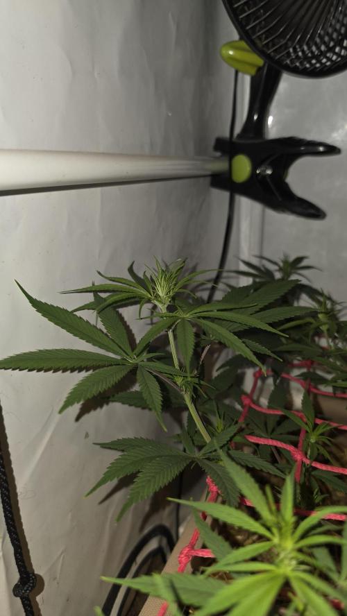 ACE once again. 3x Super Malawi Haze. Week 9 - Day 59