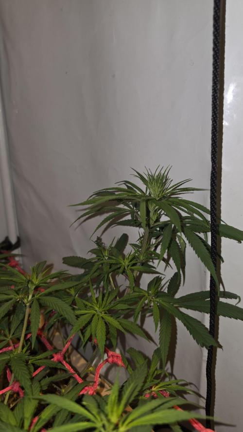 ACE once again. 3x Super Malawi Haze. Week 9 - Day 59