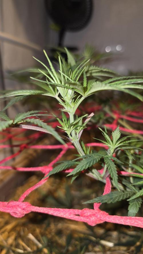 ACE once again. 3x Super Malawi Haze. Week 9 - Day 59