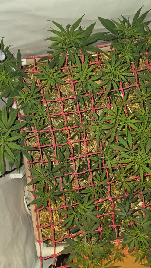 ACE once again. 3x Super Malawi Haze. Week 9 - SMH 1 Day 59