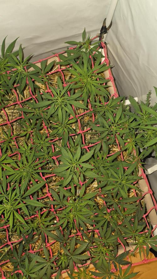 ACE once again. 3x Super Malawi Haze. Week 9 - SMH 2 Day 59