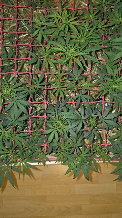 ACE once again. 3x Super Malawi Haze. Week 9 - SMH 3 Day 59