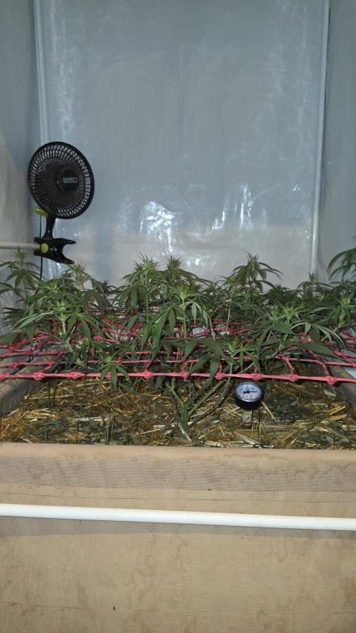 ACE once again. 3x Super Malawi Haze. Week 9 - Day 61