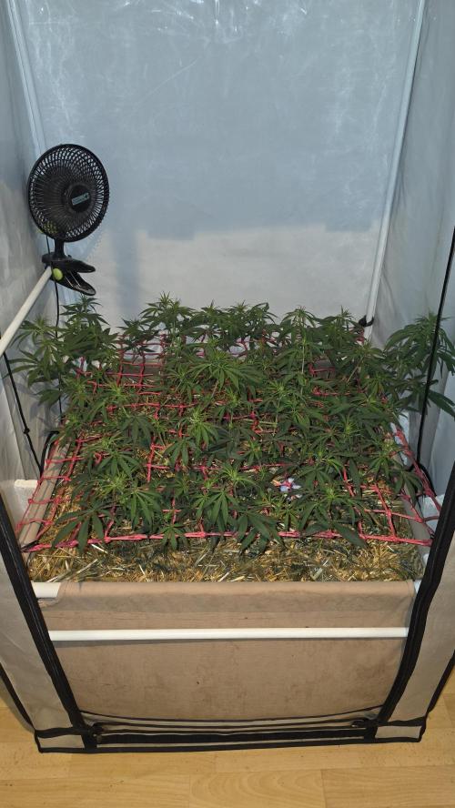 ACE once again. 3x Super Malawi Haze. Week 9 - Day 61
