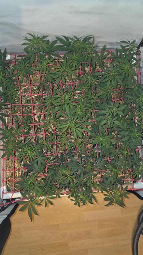 ACE once again. 3x Super Malawi Haze. Week 9 - Day 61
