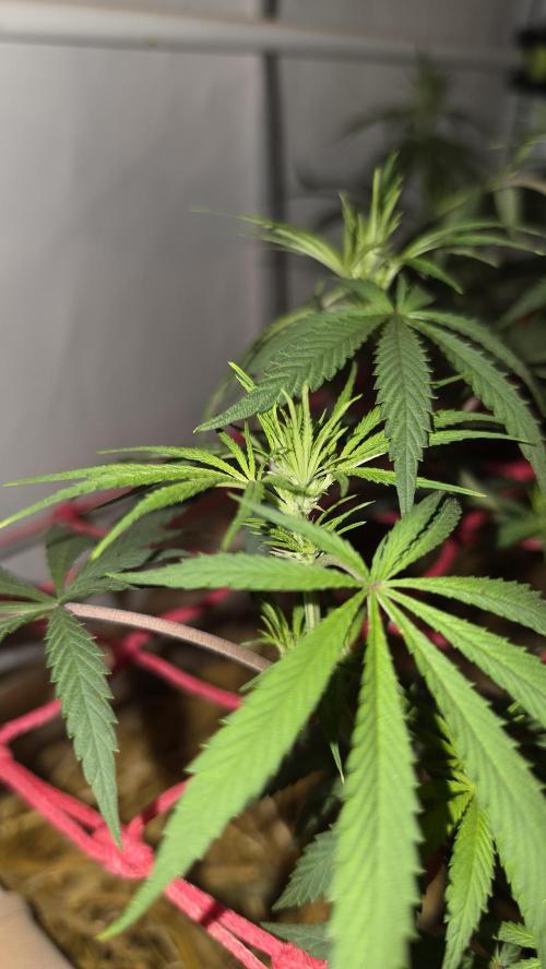 ACE once again. 3x Super Malawi Haze. Week 9 - Day 61