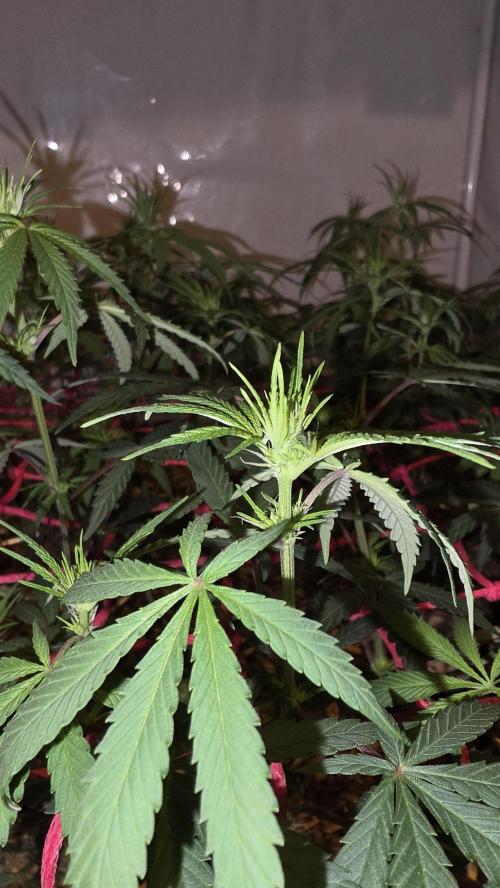 ACE once again. 3x Super Malawi Haze. Week 9 - Day 61