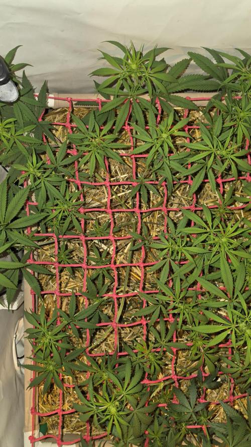 ACE once again. 3x Super Malawi Haze. Week 9 - SMH 1 Day 61