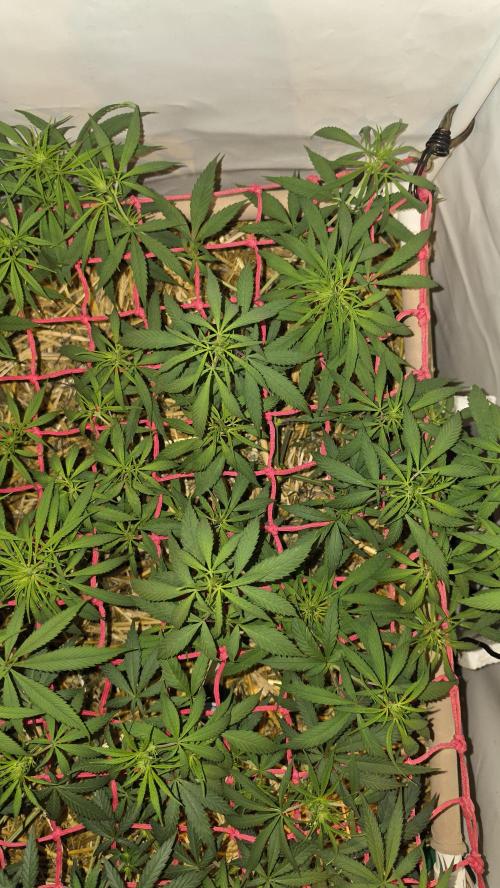 ACE once again. 3x Super Malawi Haze. Week 9 - SMH 2 Day 61