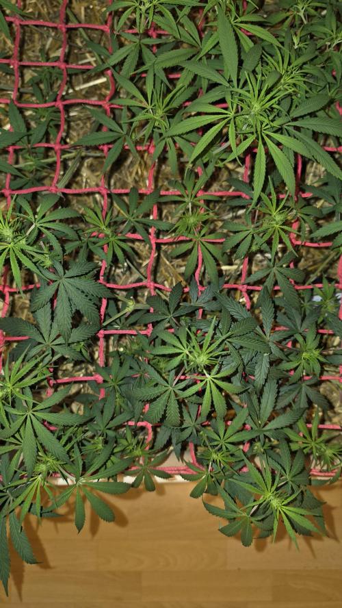 Super Malawi Haze. Week 9