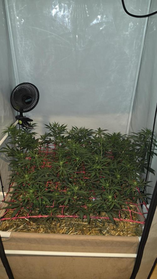 ACE once again. 3x Super Malawi Haze. Week 10 - Day 64