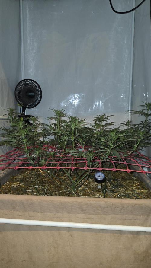 ACE once again. 3x Super Malawi Haze. Week 10 - Day 64