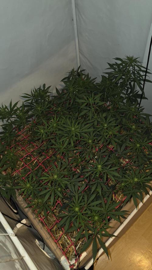 ACE once again. 3x Super Malawi Haze. Week 10 - Day 64