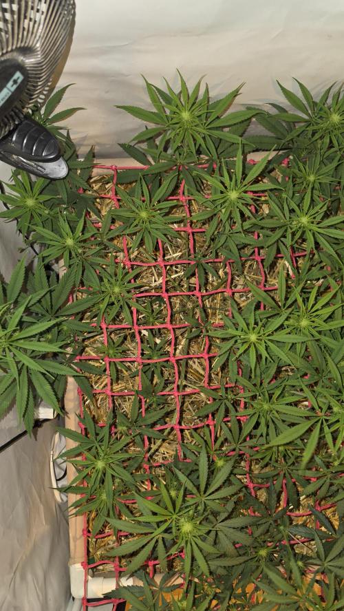 ACE once again. 3x Super Malawi Haze. Week 10 - SMH 1 Day 64