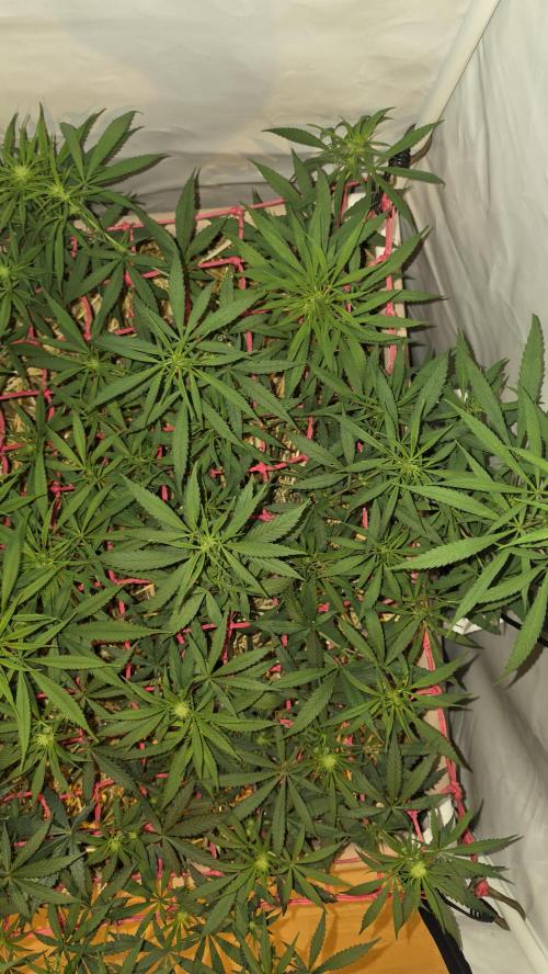 ACE once again. 3x Super Malawi Haze. Week 10 - SMH 2 Day 64