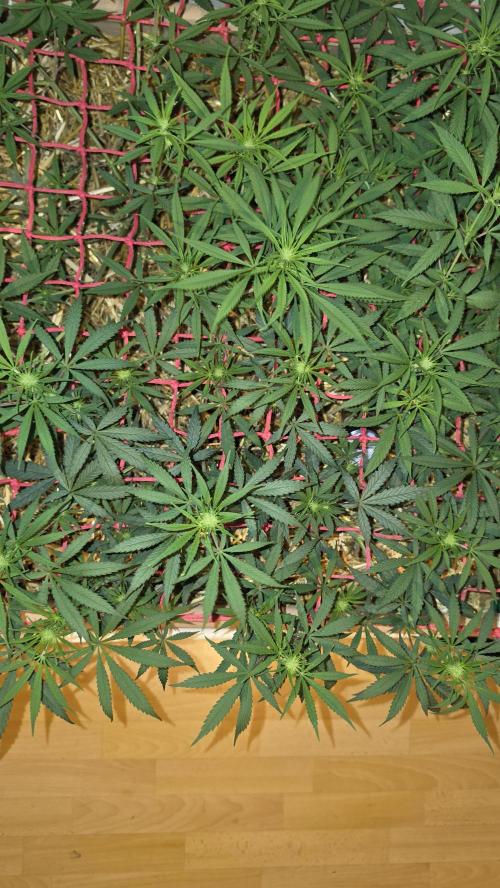 ACE once again. 3x Super Malawi Haze. Week 10 - SMH 3 Day 64