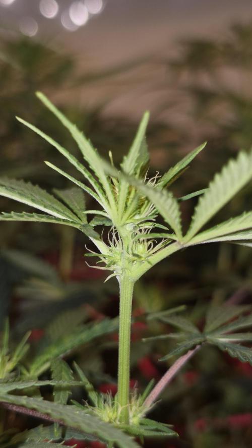 ACE once again. 3x Super Malawi Haze. Week 10 - Day 64